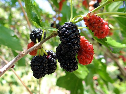 More di Gelso - Mulberry Blackberries
