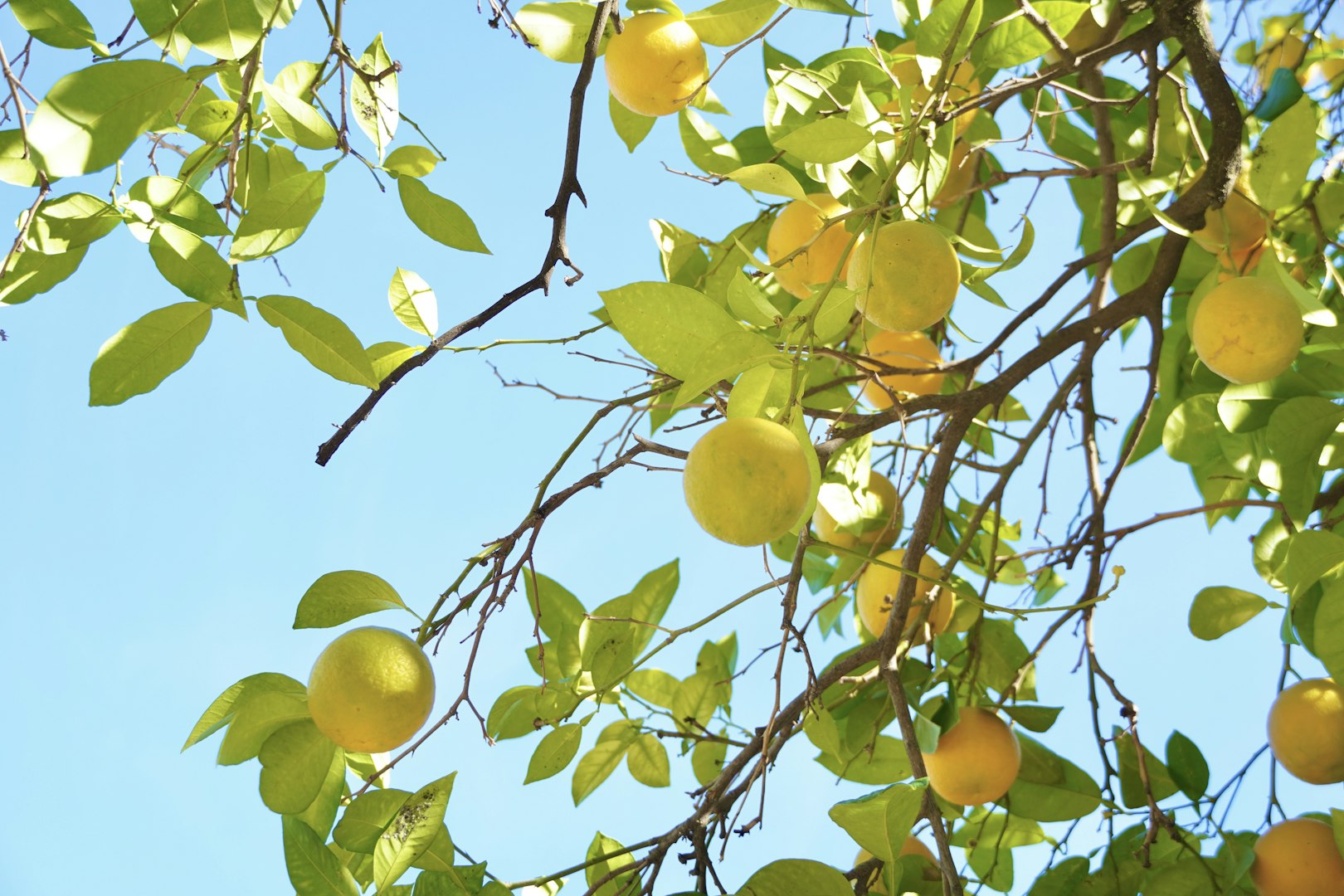 Lemon tree - Farm Shop Sentiero Azzurro