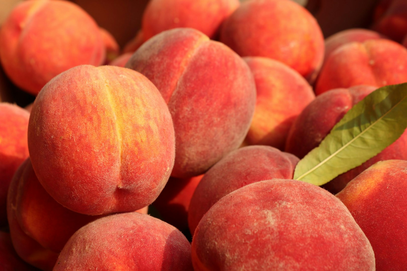 Pesche - Peaches