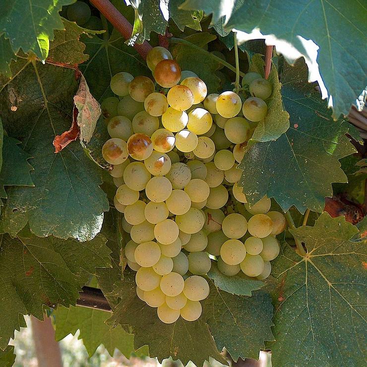 uva - grapes