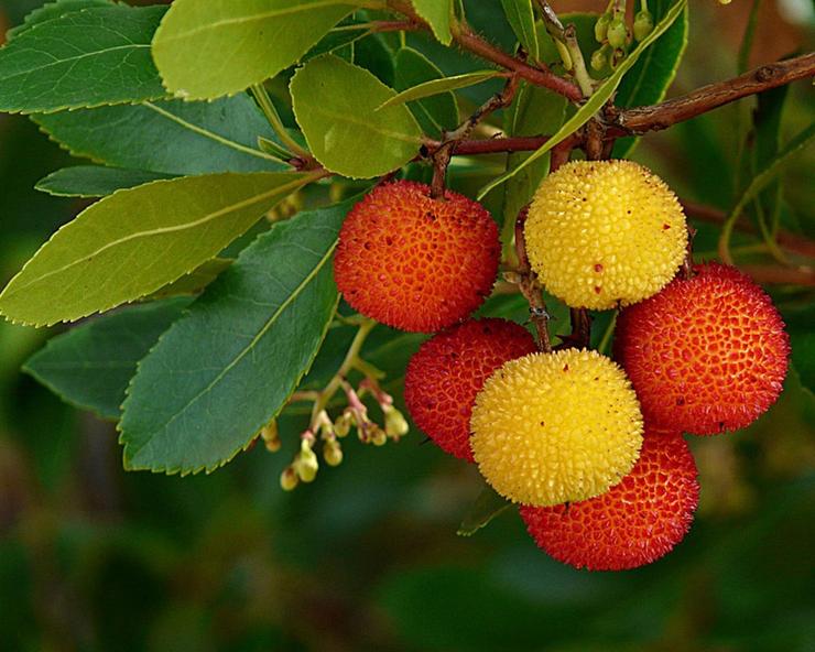 Corbezzolo - Arbutus