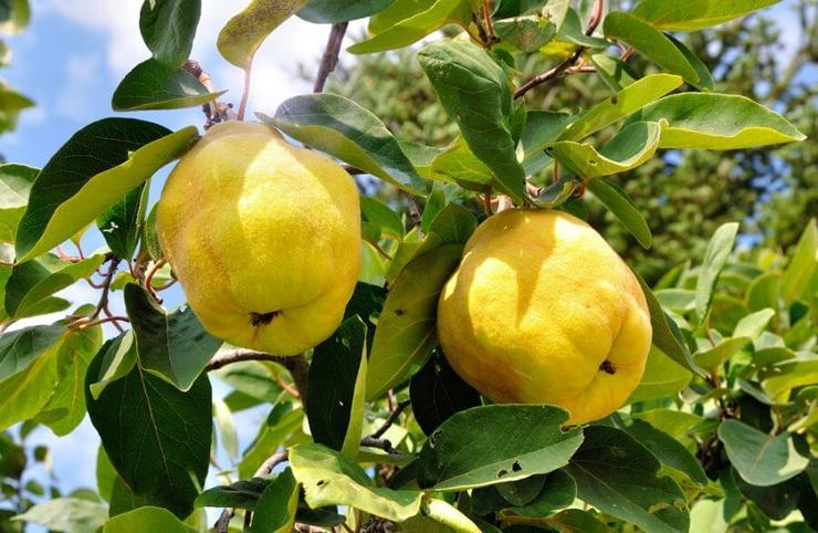 Mele Cotogne - Quinces