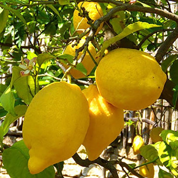 Limoni - Lemon