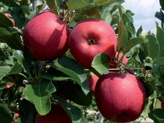 Mele - Apples